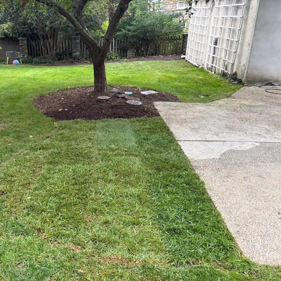 After: the same tree in a smaller mulched bed with stepping stones, with lawn where the rest of the bare bed was