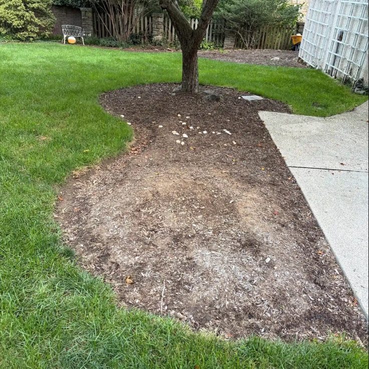 Before: a wide bed of bare soil around a tree, beside a concrete walk